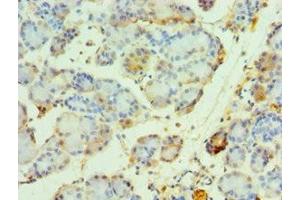 Immunohistochemistry of paraffin-embedded human pancreatic tissue using ABIN7161860 at dilution of 1:100 (NCOA4 anticorps  (AA 1-280))