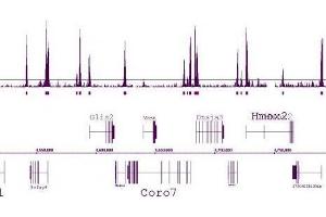 Histone H3 dimethyl Lys4 antibody tested by ChIP-Seq. (Histone 3 anticorps  (H3K4me2))