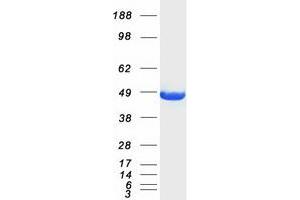 Validation with Western Blot