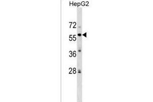 ZFP82 Antibody (N-term) (ABIN1539459 and ABIN2849388) western blot analysis in HepG2 cell line lysates (35 μg/lane). (Zinc finger protein 82 homolog (ZFP82) (AA 55-82), (N-Term) anticorps)