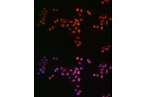 Immunofluorescence analysis of HeLa cells using DROSHA antibody (ABIN7266845). (DROSHA anticorps)