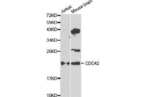 Western blot analysis of extracts of Jurkat and mouse brain cell lines, using CDC42 antibody. (CDC42 anticorps)