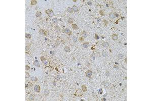 Immunohistochemistry of paraffin-embedded mouse brain using NAT8 antibody.