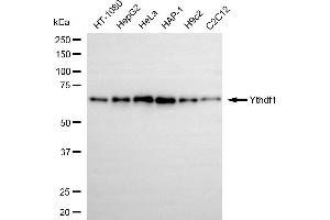 Western blotting analysis using Ythdf1 antibody (ABIN7800885). (Recombinant YTHDF1 anticorps)