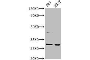Western Blot Positive WB detected in: 293 whole cell lysate, 293T whole cell lysate All lanes: AANAT antibody at 7. (AANAT anticorps  (AA 1-207))