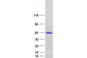 Validation with Western Blot