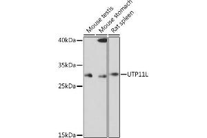 Western blot analysis of extracts of various cell lines, using UTP11L Rabbit pAb (ABIN7271237) at 1:1000 dilution. (UTP11L anticorps)