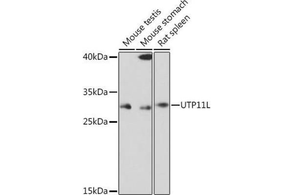 UTP11L 抗体
