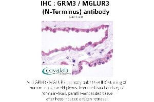 Image no. 1 for anti-Glutamate Receptor, Metabotropic 3 (GRM3) (Extracellular Domain), (N-Term) antibody (ABIN1735268) (Metabotropic Glutamate Receptor 3 anticorps  (Extracellular Domain, N-Term))