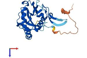 AlphaFold protein structure predicition of Human Recombinant NUDT8 Protein, UniprotID Q8WV74