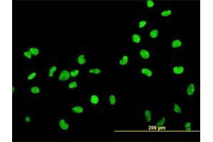Immunofluorescence of monoclonal antibody to HMGB2 on HeLa cell. (HMGB2 anticorps  (AA 1-195))