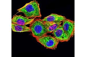Immunofluorescence analysis of Hela cells using CNN3 mouse mAb (green).