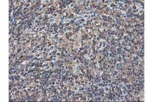 Image no. 6 for anti-Tubulin, alpha-Like 3 (TUBAL3) (AA 150-446) antibody (ABIN1490956)