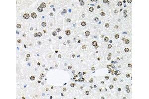 Immunohistochemistry of paraffin-embedded Mouse liver using HDAC3 Polyclonal Antibody at dilution of 1:100 (40x lens). (HDAC3 anticorps)
