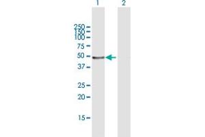 Western Blot analysis of LEFTY1 expression in transfected 293T cell line by LEFTY1 MaxPab polyclonal antibody.