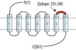 Representative domain view of the target of ABIN7884738.