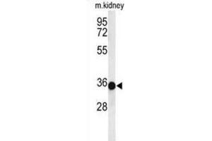 Western Blotting (WB) image for anti-Prohibitin 2 (PHB2) antibody (ABIN3003101)