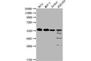 Western Blot Positive WB detected in: Hela whole cell lysate, MCF-7 whole cell lysate, Jurkat whole cell lysate, NIH/3T3 whole cell lysate All lanes: PKM antibody at 1:1000 Secondary Goat polyclonal to Mouse IgG at 1/10000 dilution Predicted band size: 58 kDa Observed band size: 58 KDa Exposure time: 1 min (PKM anticorps  (AA 2-531))