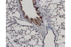 Expression of AQP8 in rat lung - Immunohistochemical staining of rat lung paraffin-embedded sections using Anti-Aquaporin 8 Antibody (ABIN7042944 and ABIN7045205), (1:100).