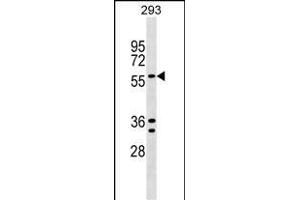 TRAFD1 Antibody (C-term) (ABIN1537452 and ABIN2848856) western blot analysis in 293 cell line lysates (35 μg/lane). (TRAFD1 anticorps  (C-Term))