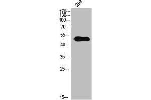 Western Blot analysis of 3T3 cells using Phospho-IL-13Rα1 (Y405) Polyclonal Antibody (IL13 Receptor alpha 1 anticorps  (pTyr405))