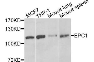 Western blot analysis of extracts of various cells, using EPC1 antibody. (EPC1 anticorps)