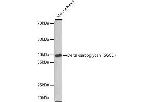 Western blot analysis of extracts of Mouse heart, using Delta-sarcoglycan (SGCD) Rabbit mAb (ABIN7270144) at 1:1000 dilution. (SGCD anticorps)