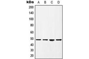 Western blot analysis of HAT1 expression in HeLa (A), BT20 (B), A431 (C), HEK293T (D) whole cell lysates. (HAT1 anticorps  (C-Term))