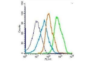 Mouse splenocytes probed with Rabbit Anti-JNK1/2/3 (Thr183+Tyr185) Polyclonal Antibody, Unconjugated .