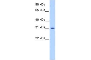 Western Blotting (WB) image for anti-Apolipoprotein B mRNA Editing Enzyme, Catalytic Polypeptide-Like 2 (APOBEC2) antibody (ABIN2462227) (APOBEC2 anticorps)