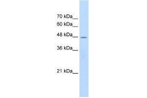 WB Suggested Anti-CHRNB2 Antibody Titration:  2. (CHRNB2 anticorps  (Middle Region))