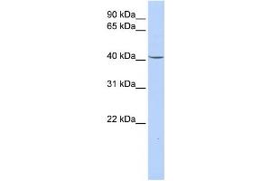Western Blotting (WB) image for anti-Glycerol-3-Phosphate Dehydrogenase 1 (Soluble) (GPD1) antibody (ABIN2458632) (GPD1 anticorps)