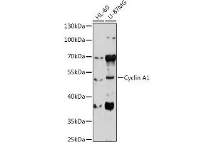 Western blot analysis of extracts of various cell lines, using Cyclin  antibody (ABIN6127726, ABIN6138071, ABIN6138072 and ABIN6221269) at 1:1000 dilution. (Cyclin A1 anticorps  (AA 1-230))
