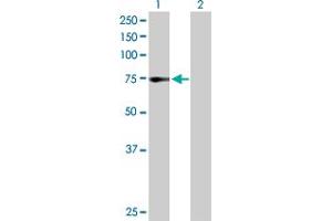 Western Blot analysis of ZNF133 expression in transfected 293T cell line by ZNF133 MaxPab polyclonal antibody. (ZNF133 anticorps  (AA 1-653))