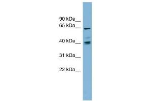 TM9SF4 antibody used at 1 ug/ml to detect target protein. (TM9SF4 anticorps  (N-Term))