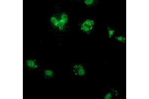 Anti-COX6B2 mouse monoclonal antibody (ABIN2452920) immunofluorescent staining of COS7 cells transiently transfected by pCMV6-ENTRY COX6B2 (RC206224).