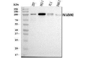 Western blot analysis of PIWIL4/PIWI using anti-PIWIL4/PIWI antibody (ABIN7601940).