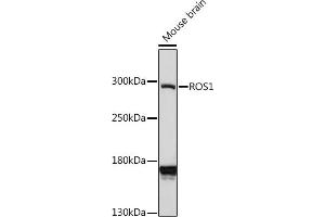 Western blot analysis of extracts of mouse brain, using ROS1 antibody (ABIN7265974) at 1:1000 dilution. (ROS1 anticorps  (AA 2100-2200))