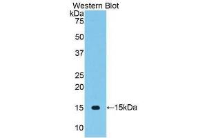 Western Blotting (WB) image for anti-Vascular Endothelial Growth Factor C (VEGFC) (AA 108-223) antibody (ABIN3209175) (VEGFC anticorps  (AA 108-223))