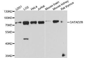 Western blot analysis of extract of various cells, using GATAD2B antibody.