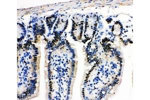 IHC-P: MCM2 antibody testing of mouse intestine tissue