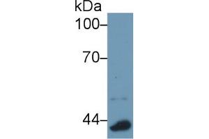 Western Blot; Sample: Mouse Lung lysate; Primary Ab: 1µg/ml Rabbit Anti-Mouse APOA4 Antibody Second Ab: 0. (APOA4 anticorps  (AA 299-369))