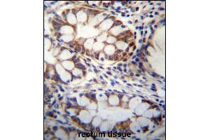 GPSM1 Antibody (Center) (ABIN656666 and ABIN2845906) immunohistochemistry analysis in formalin fixed and paraffin embedded human rectum tissue followed by peroxidase conjugation of the secondary antibody and DAB staining.