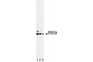 Western blot analysis of JNK1. (JNK anticorps)