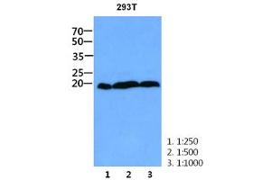 The cell lysate of 293T (30ug) were resolved by SDS-PAGE, transferred to PVDF membrane and probed with anti-human CNBP antibody (1:250 - 1:1000).