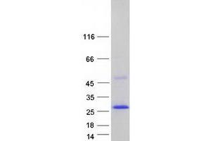 Validation with Western Blot