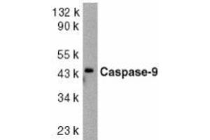 Western blot analysis of caspase-9 in HeLa whole cell lysate with AP30205PU-N caspase-9 antibody at 1/1000 dilution.