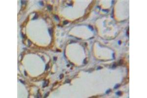 Used in DAB staining on fromalin fixed paraffin-embedded Kidney tissue (CA4 anticorps  (AA 19-283))