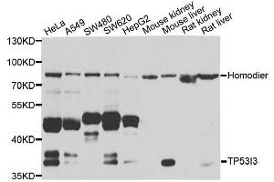 Western blot analysis of extracts of various cell lines, using TP53I3 antibody.