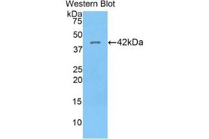 Western blot analysis of recombinant Human HIST1H2AG. (HIST1H2AG anticorps  (AA 1-130))